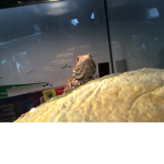 Twist the lizard