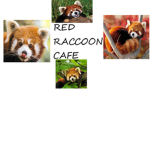 Red Raccoon Cafe