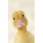 Ducky’s group world