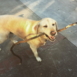 puppies and dogs
