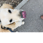 Charliehund