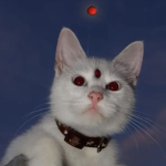 stellar kitty