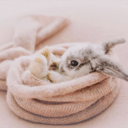 Aesthetic: Softie