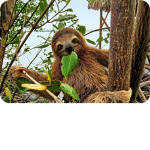 sloths are so cute