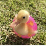 the bread ducks