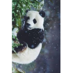 Panda Time :3