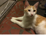 kittys kitty’s kats