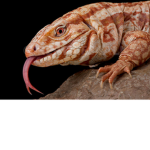 Tegu Fan Group (Reptiles Rock!)