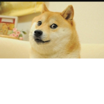 Doge Fans :)