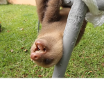 Sloth/Llama world