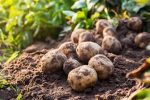 ~Potatoes Garden~
