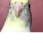 The cockatiel team