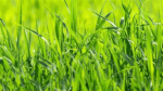 My Backyard Grass Productions
