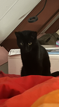 Lovely Cat‘s