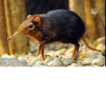 Elephant Shrew Studios
