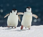Pennguin Army!