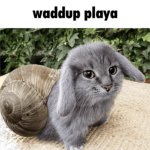 Snailcabbit Studio