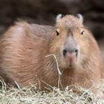 CapyBara #1