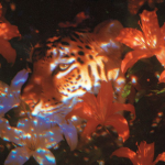 The smaller tigers