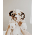 Cute dogs and accessories