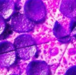 Official Purple Pizza