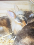 •My lovly Bunny’s•