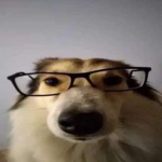 dog#