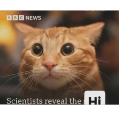 Scientists reveal the Hi Orange Cat Mask Meme Pic