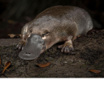 Platypus support