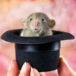 :> rat
