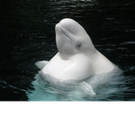Majestic Beluga Whales