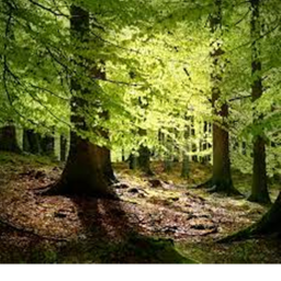 aesthetic forest [Beta]