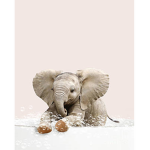 Aesthetic & Elephants