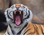 the fierce TIGERS