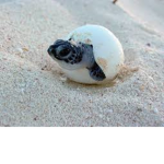 cool turtle boys