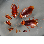 THE ROACH FAMILY!