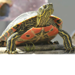 turtles pass out robux
