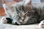 Sleeping kittens