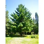 Pine Tree Cafe & Therapy Center