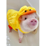 baby pig