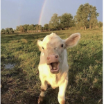 Cows Are Cute Clothing co.