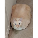 he cute