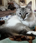 Feline Fans!! <3