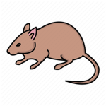 Almighty Rats!