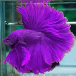 Justice For Purple Fish!