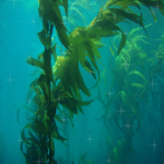 kelp's kingdom