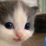 vC a n d y