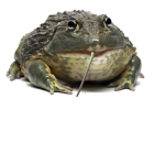 .+*Cult Of Frogs*+.