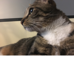 jeff da cat