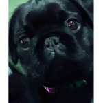 Pug's United!